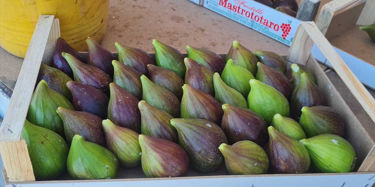 Fichi pugliesi, stagione altalenante ma le quotazioni sono soddisfacenti